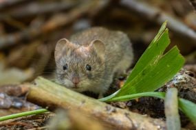 Mouse