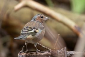 Bird