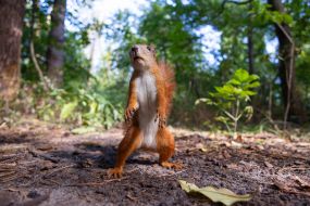 Squirrel