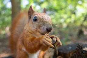 Squirrel