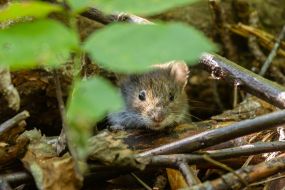 Mouse
