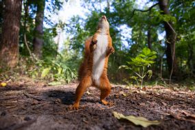 Squirrel