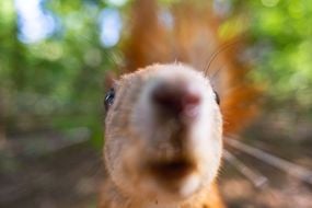 Squirrel
