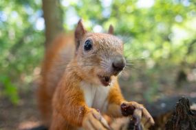 Squirrel