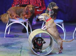 "Waterland – Circus on Water: Peter Pan and Captain Hook" circus show