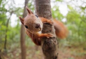 Squirrel