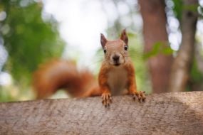 Squirrel