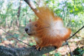 Squirrel