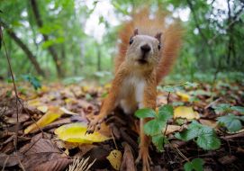 Squirrel