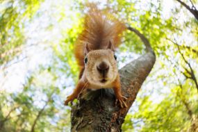 Squirrel