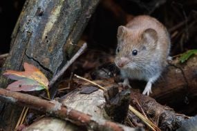 Mouse
