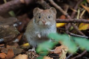 Mouse