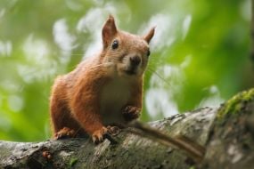 Squirrel