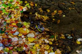 Опале листя в гірському струмку