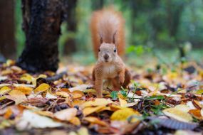 Squirrel