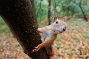 Squirrel