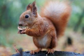 Squirrel
