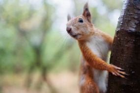 Squirrel