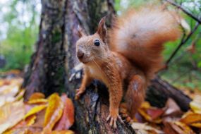 Squirrel