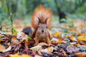 Squirrel