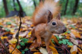 Squirrel