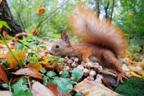 Squirrel
