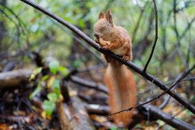 Squirrel