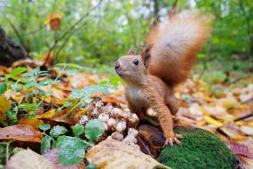 Squirrel