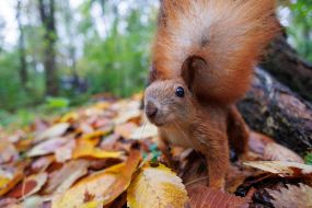 Squirrel