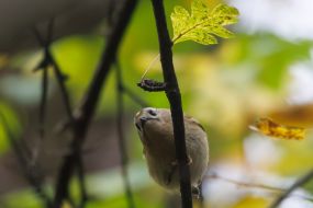 A bird