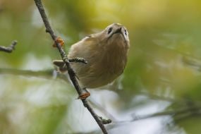A bird