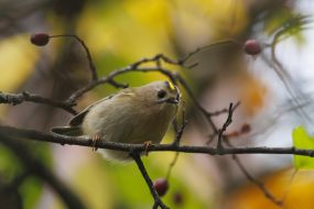 A bird