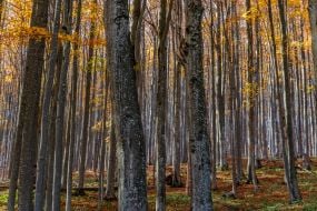 Осенний буковый лес на пешем маршруте к вершине Обавский Камень