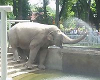 Рецепт щастя: вхопити слона за хвіст