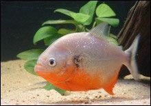 До басейну Дніпра потрапила піранья...