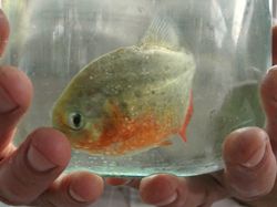 Дніпропетровські рибінспектори провели спецоперацію з вилову піраньї