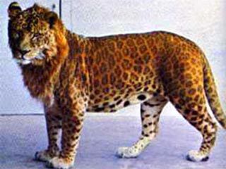 10 самых невероятных гибридов животных (ФОТО)