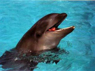 10 самых невероятных гибридов животных (ФОТО)