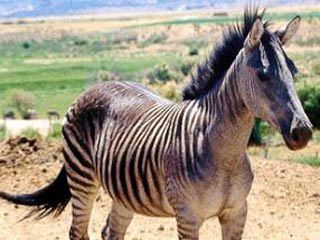 10 самых невероятных гибридов животных (ФОТО)