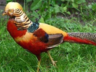 10 самых невероятных гибридов животных (ФОТО)