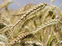 Как повлияет жара на урожай озимых