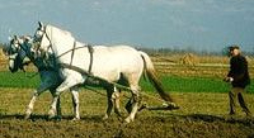 ВТО: желательный шаг к большим проблемам
