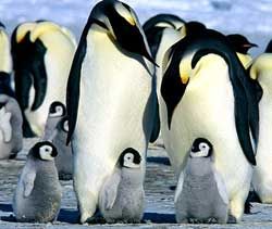 Бразильская армия впервые вернет пингвинов в Антарктиду