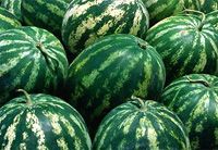 П`ять ознак нітратного кавуна