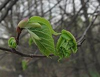 Нынешняя зима станет самой теплой за 120 лет