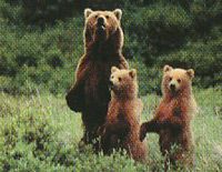 Проблемами-2007 стануть магнітні бурі і ведмеді