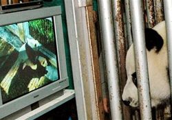 Панде в тайском зоопарке показывают порно (фото)