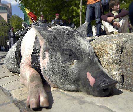 Свиньи и люди – за наркотики или против?