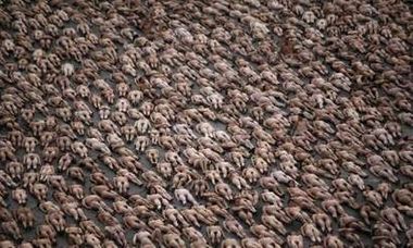 На площади Мехико разделись 18 тысяч человек (фото)