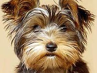 Тренера “Челсі” Моурінью заарештували